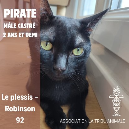 Adopter Pirate