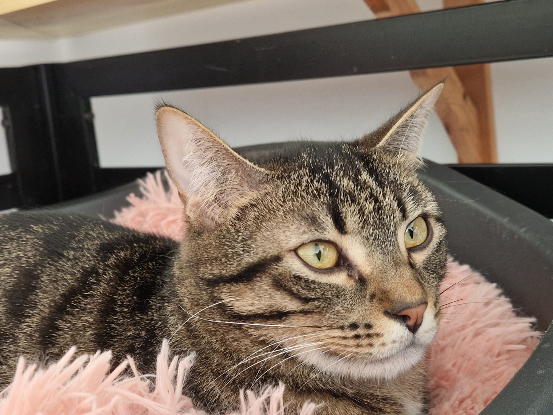 Adopter Pirate