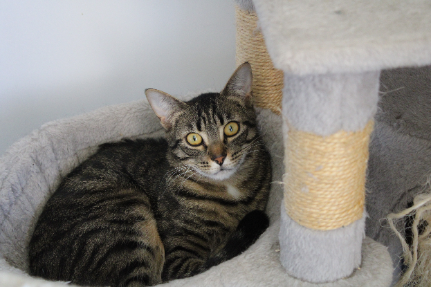 Adopter Pirate