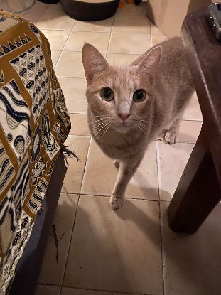Adopter Pollux