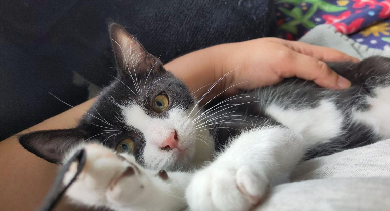 Adopter Pollux