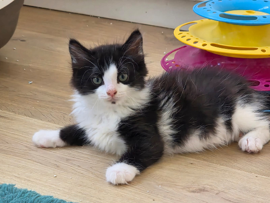 Adopter Pompon