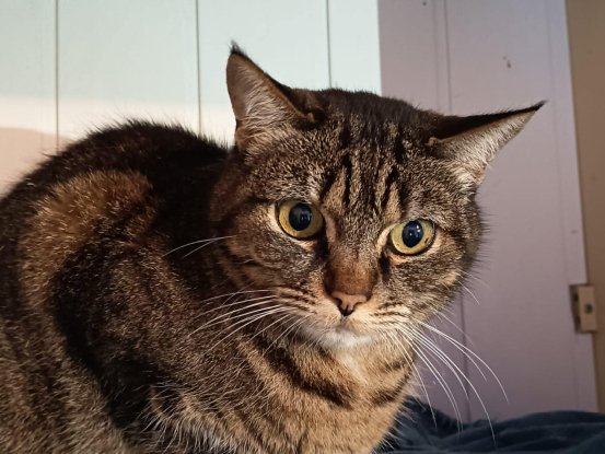 Adopter Praline