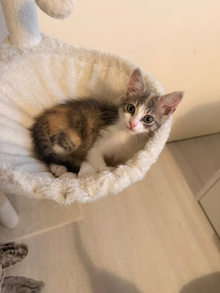 Adopter Prune