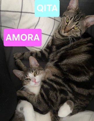 Adopter Qita et amora
