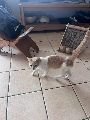 Adopter Rocky