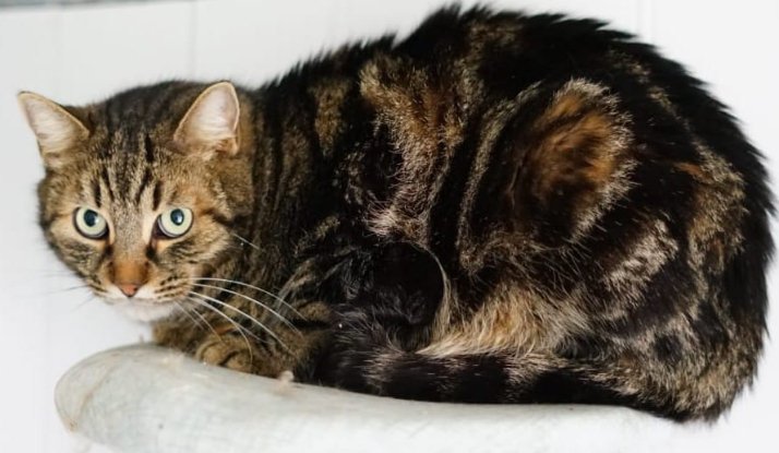 Adopter Romeo