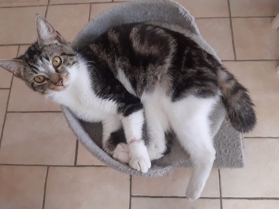 Adopter Roumi