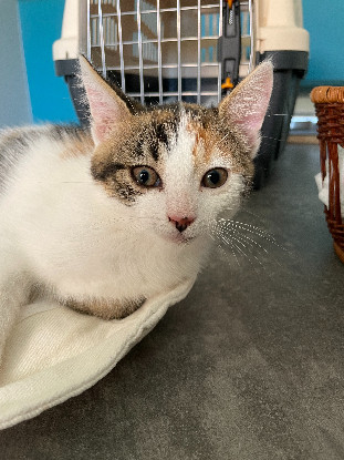 Adopter Sabrina