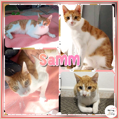 Adopter Samm