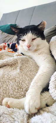 Adopter Sangha