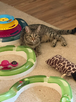 Adopter Santana