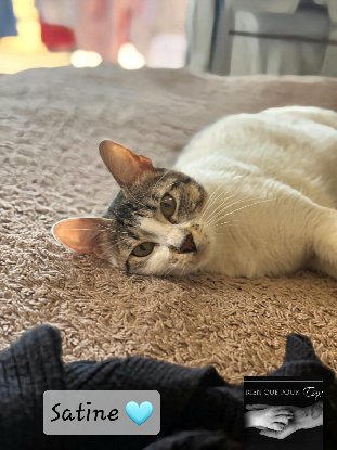 Adopter Satine