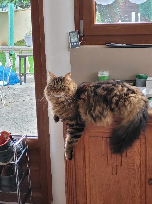 Adopter Saxo