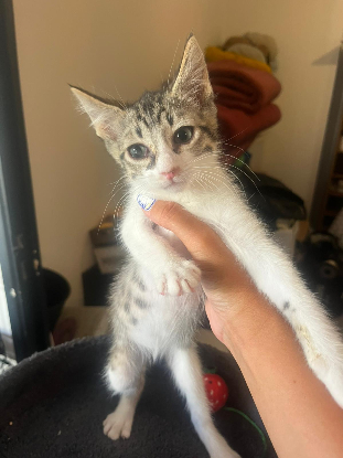 Adopter Seiko