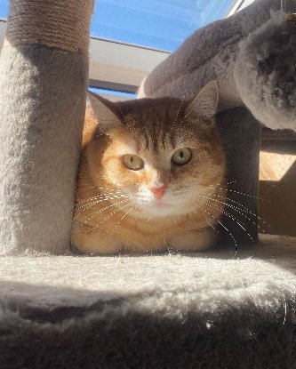 Adopter Shakira