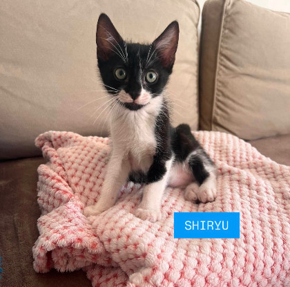 Adopter Shiryu adoptable avec sa soeur saori ou seul si vous avez déj