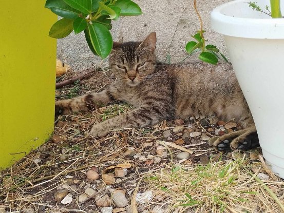 Adopter Sissi