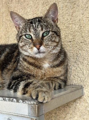Adopter Skippy