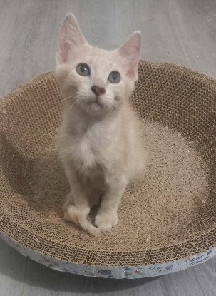 Adopter Snow