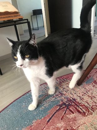 Adopter Solo