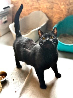 Adopter Spartacus