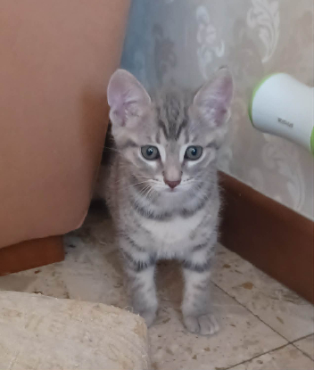 Adopter Speedy
