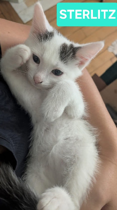 Adopter Sterlitz doit être adopté avec sa soeur ou seul si vous avez déj