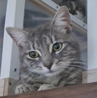 Adopter Sylver