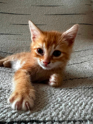 Adopter Tahiti