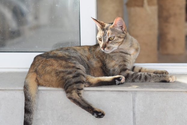 Adopter Tammi