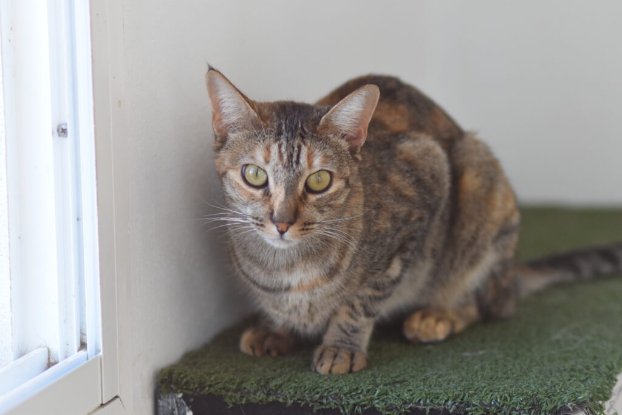 Adopter Tammi