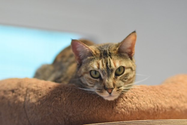 Adopter Tammi