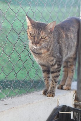 Adoption Tammi
