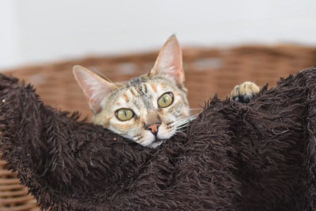 Adoption Tammi