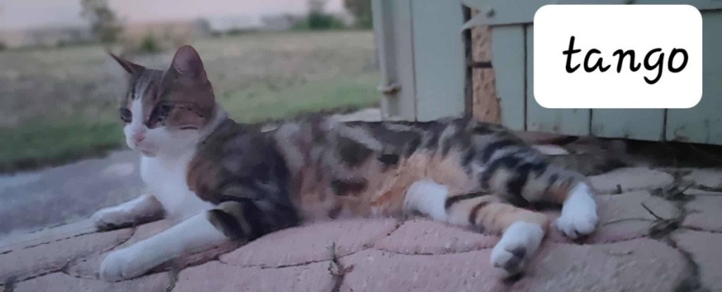 Adopter Tango et tao