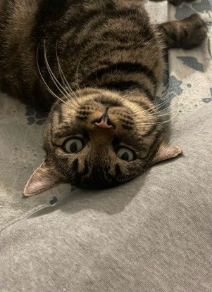 Adopter Thad