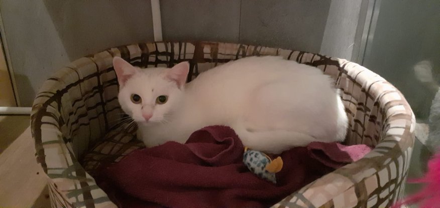 Adopter Topaze