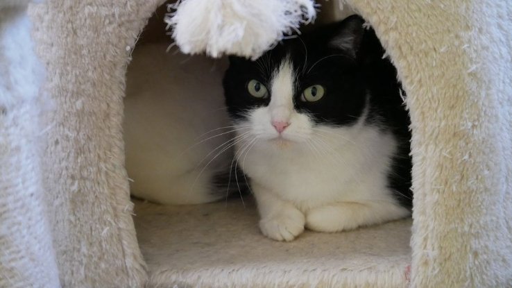 Adopter Triska