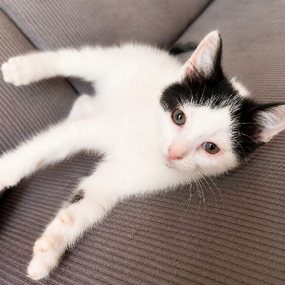 Adopter Twister