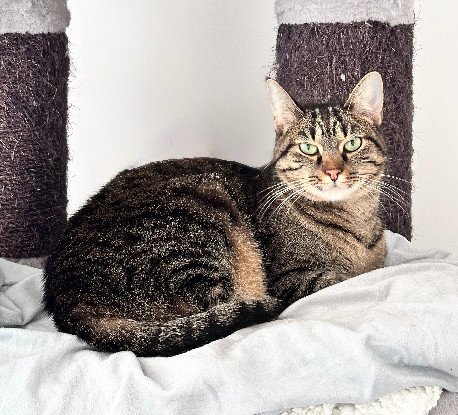 Adopter Uno