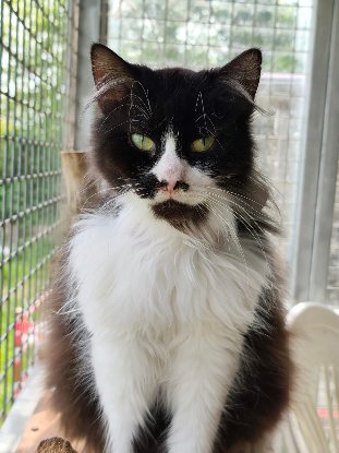 Adopter Urtini