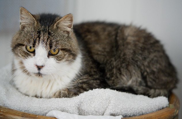 Adopter Vagabond