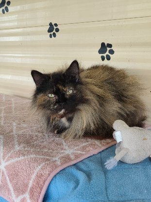 Adopter Vaïana