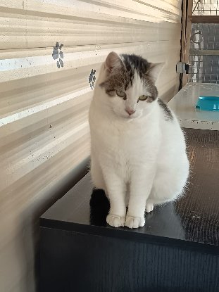 Adopter Vanda