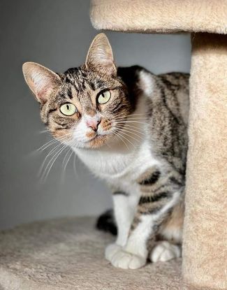 Adopter Victoria