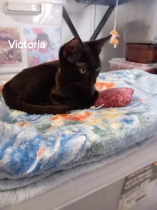 Adopter Victoria