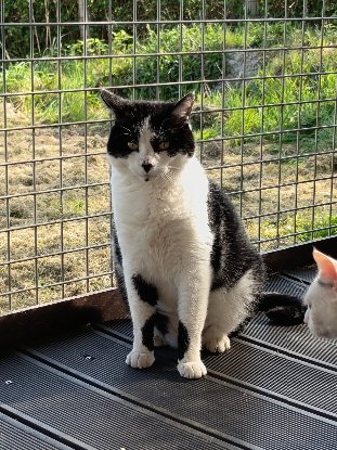 Adopter Vipsy