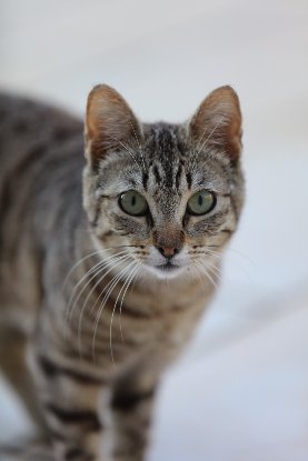 Adopter Virgile