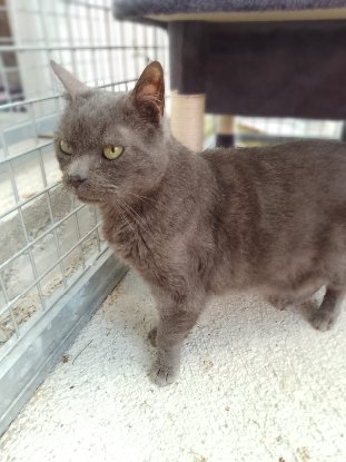 Adopter Virgule